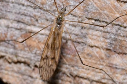 Réf. 359 139 : Dactylolabis transversa